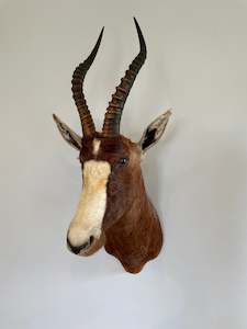 Taxidermy Mammals: Blesbok