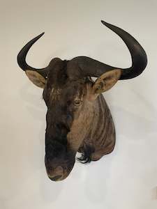 Taxidermy Mammals: Blue Wildebeest