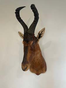 Taxidermy Mammals: Red Hartebeest
