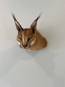 Taxidermy Mammals: Caracal