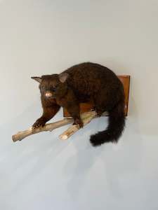 Taxidermy Mammals: Possum