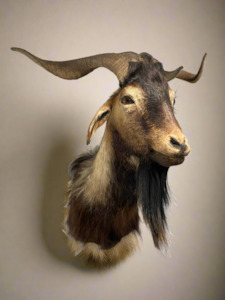 Taxidermy Mammals: Arapawa goat shoulder mount
