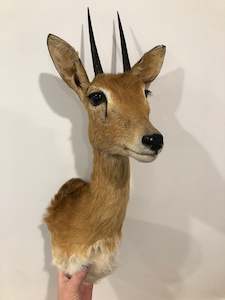 Taxidermy Mammals: Oribi
