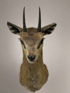 Klipspringer