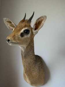 Dik-Dik