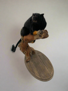 Taxidermy Mammals: Golden Handed Tamarin