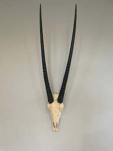 Gemsbok Euro Mount