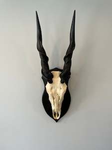 Bones: Eland Euro Mount