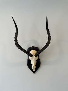 Bones: Impala Euro Mount