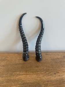 Springbok Polished Horns