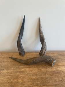 Bushbuck Horns