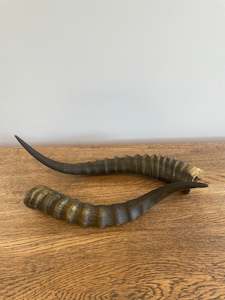 Bones: Blesbok Horns