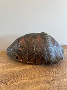 Miscellaneous: Dark Leopard Tortise Shell A