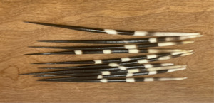 Miscellaneous: Thick Porcupine Quills - extra long