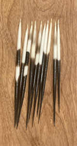 Thick Porcupine Quills - short