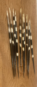 Thick Porcupine Quills - long