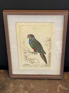 Miscellaneous: Parrot Framed Print B