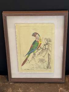 Miscellaneous: Parrot Framed Print A