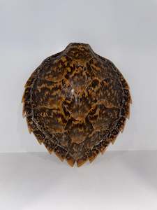Miscellaneous: Hawksbill Turtle Shell
