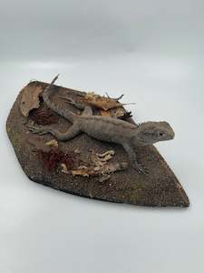 Miscellaneous: Lizard