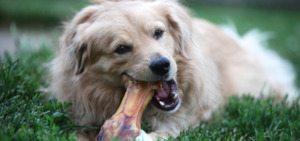 Weekly Specials: Dog bones