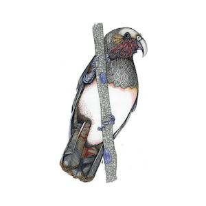 New Zealand Prints: Kaka Print