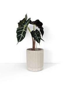 ceramic: Medium Stone Plant Pot