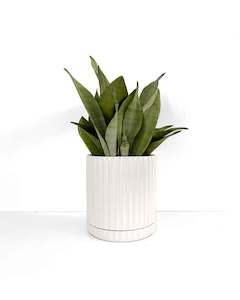 ceramic: Large White Plant Pot