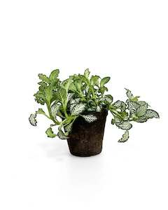 Nerve Plant (Fittonia)