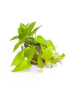 Indoor Plants: Neon Pothos