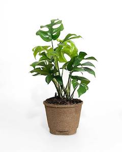 Indoor Plants: Philodendron Minima