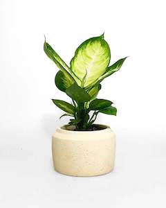 Indoor Plants: Dieffenbachia