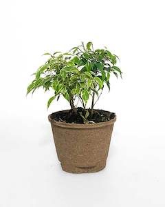 Indoor Plants: Ficus Benjamina