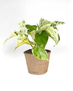 Marble Queen Pothos
