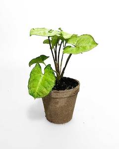 Indoor Plants: Syngonium Green