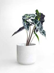 Indoor Plants: Alocasia Polly
