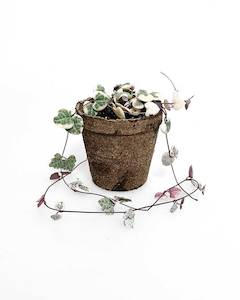 Variegated Chain of Hearts