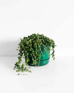 String of Pearls Plant