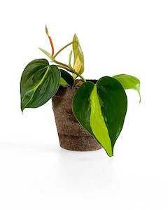 Philodendron Brasil