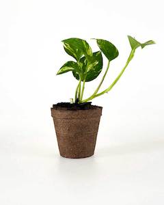 Indoor Plants: Golden Pothos