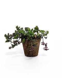 Indoor Plants: Callisia Repens (Bubble Plant)