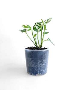 Indoor Plants: Glacier Pothos