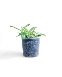 Indoor Plants: Tradescantia Albiflora