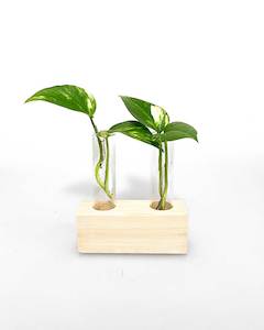 Test Tube - Propagation Station