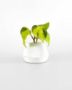 Small White Concrete Planter