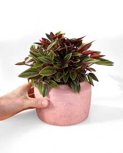 Concrete Planters: Pink Concrete Pot