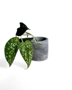 Concrete Planters: Small Black Plant Pot