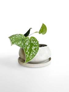 White Ceramic Plant Pot