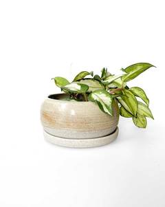 Brown Ceramic Plant Pot