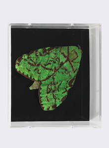 Cathy Brickhill: Puriri Moth